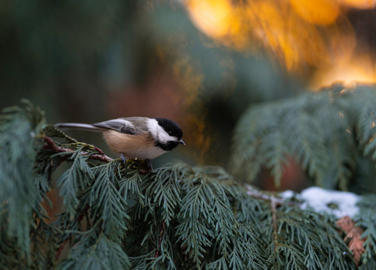 Black-capped Chickadee - ML645515387