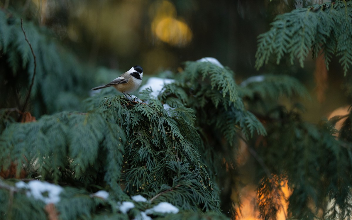 Black-capped Chickadee - ML645515388