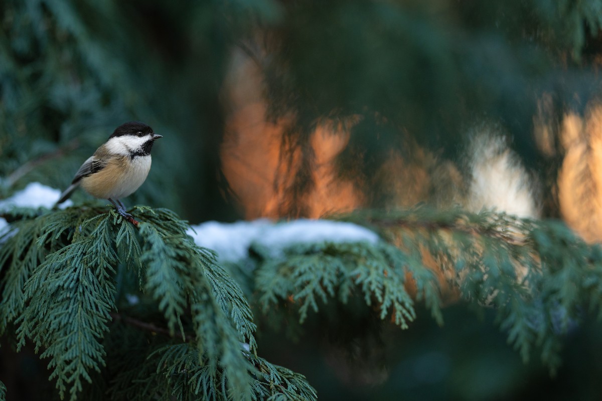 Black-capped Chickadee - ML645515389