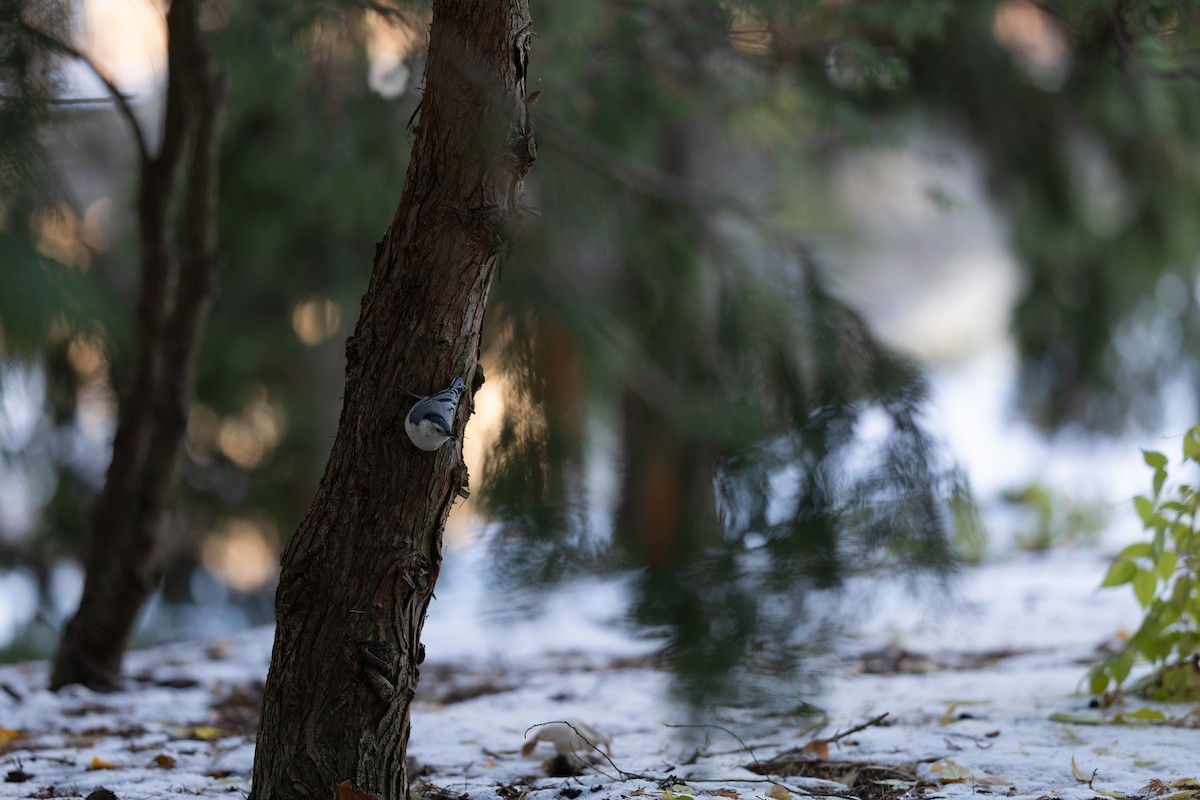 White-breasted Nuthatch - ML645515414