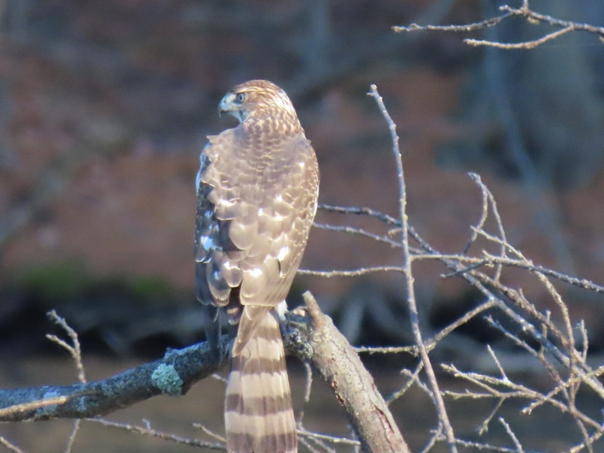 Cooper's Hawk - ML645515416