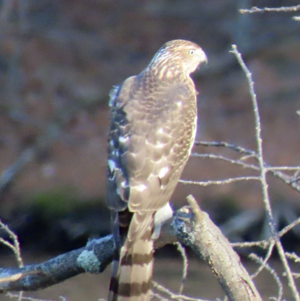 Cooper's Hawk - ML645515417