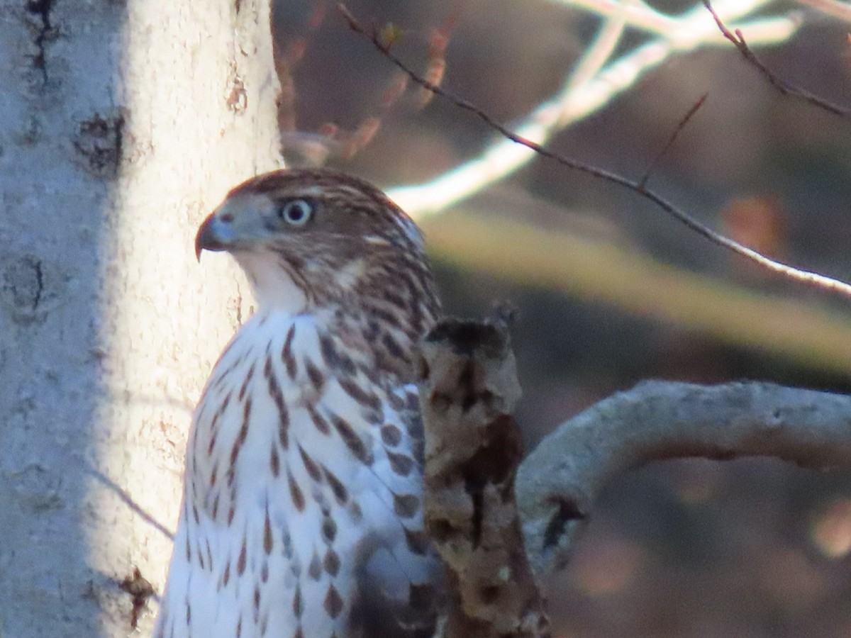 Cooper's Hawk - ML645515418