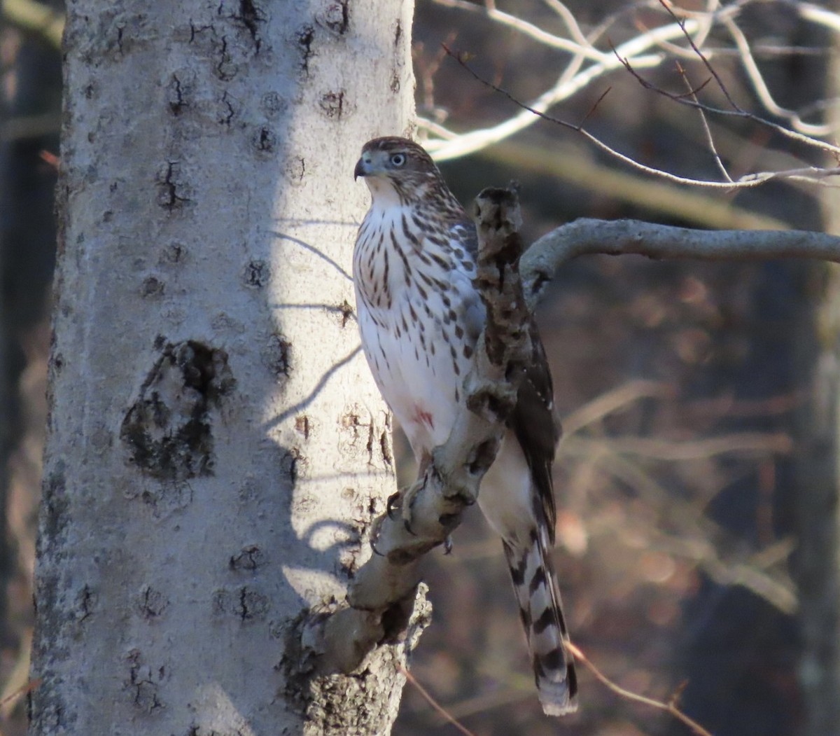 Cooper's Hawk - ML645515419