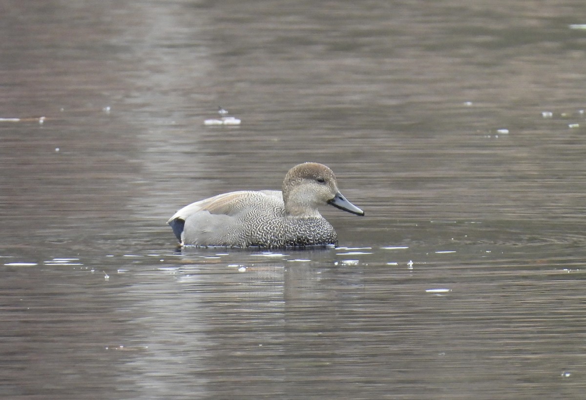kopřivka obecná - ML645515425