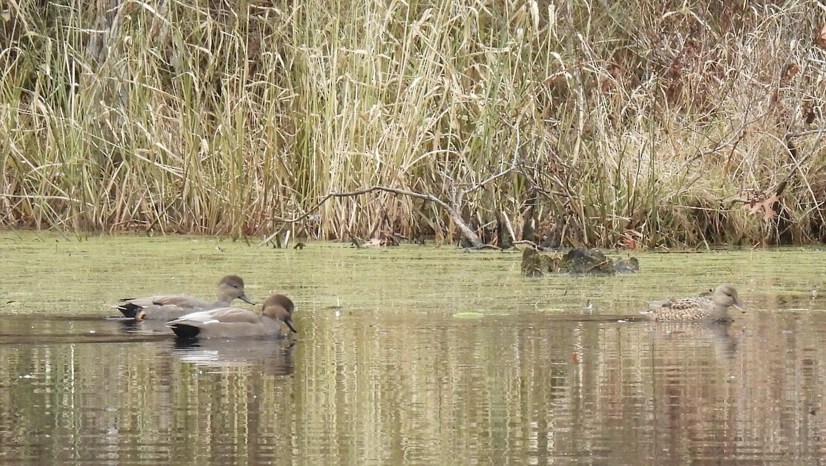 kopřivka obecná - ML645515426