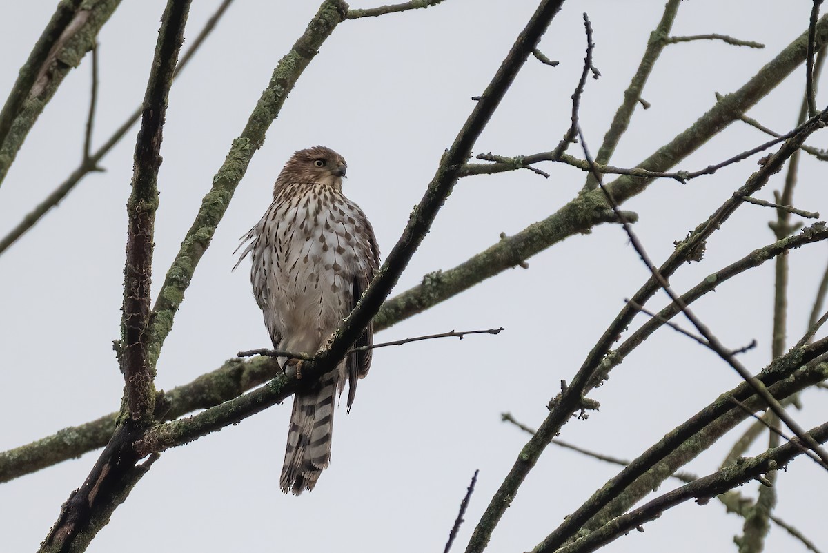 Cooper's Hawk - ML645515442