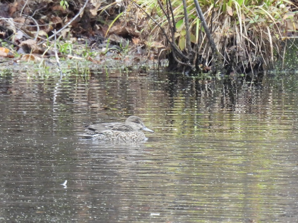 čírka obecná - ML645515444