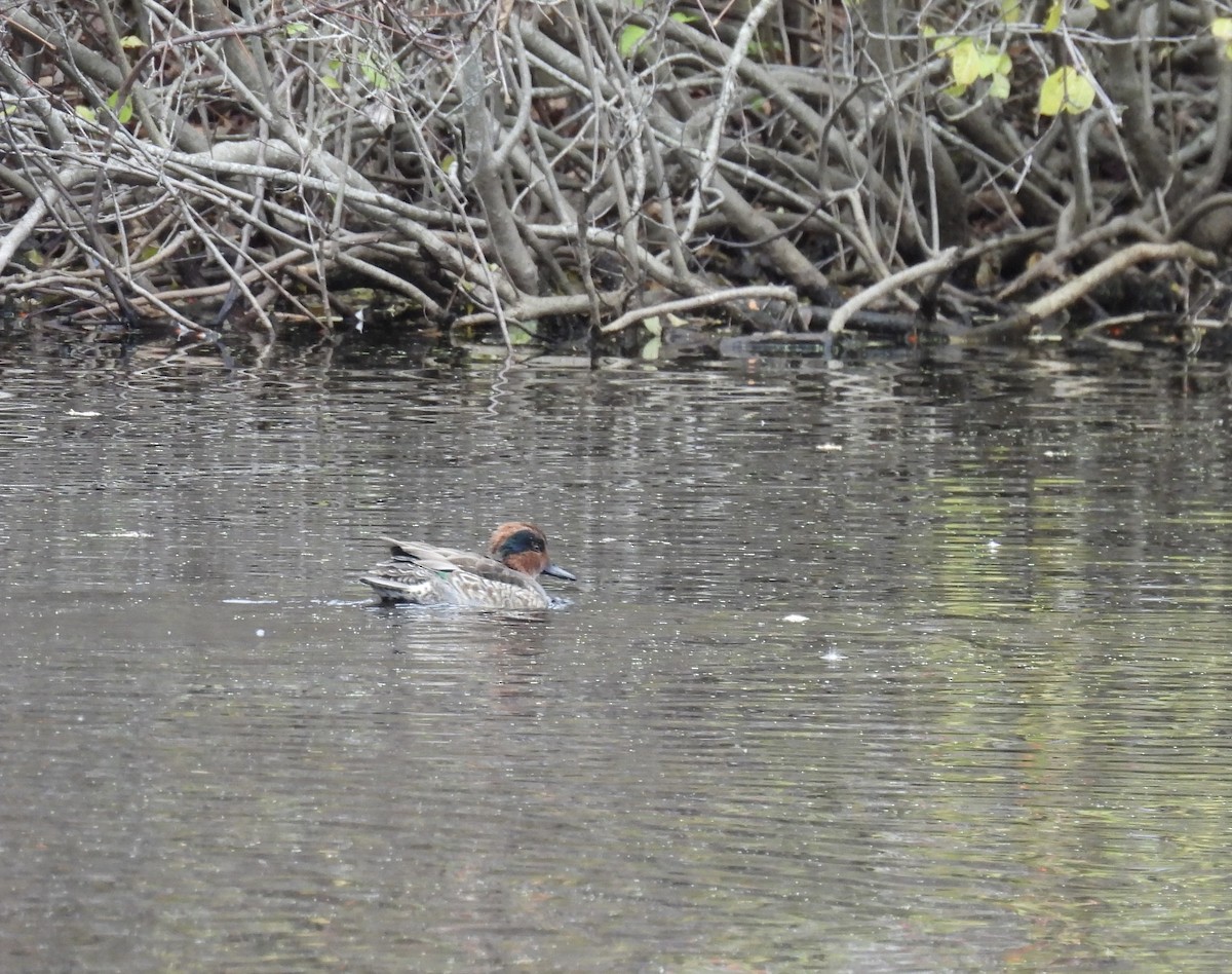 čírka obecná - ML645515445