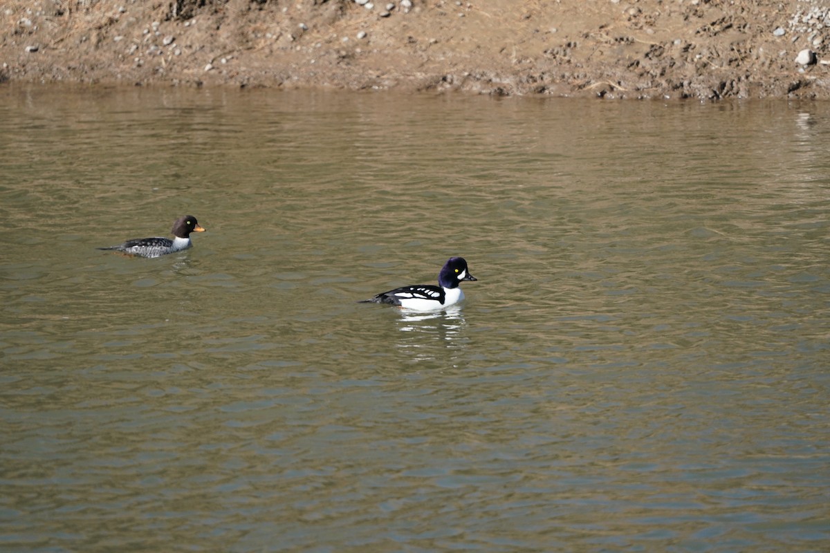 Porrón Islándico - ML645515447