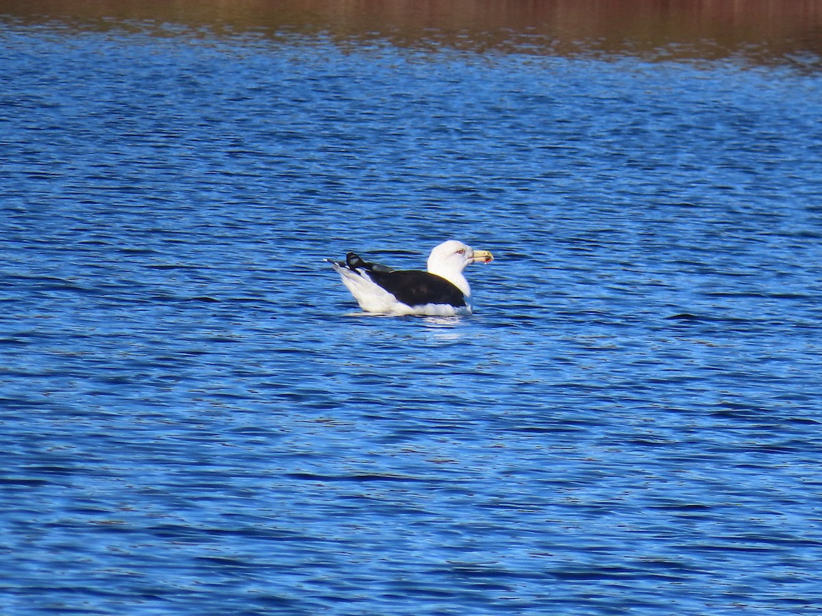 Büyük Kara Sırtlı Martı - ML645515448