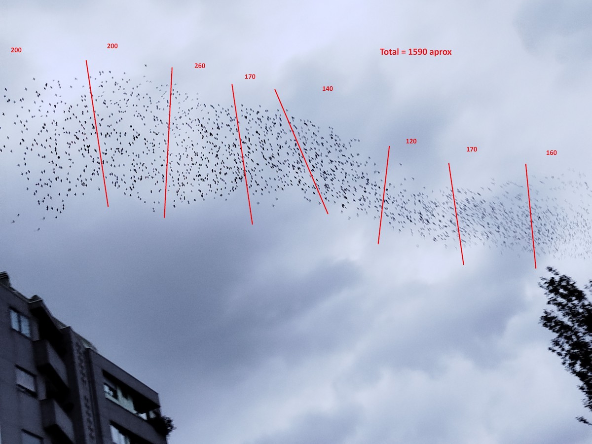 Spotless Starling - ML645515449