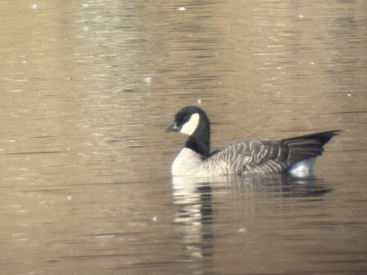 小加拿大雁 - ML645515463