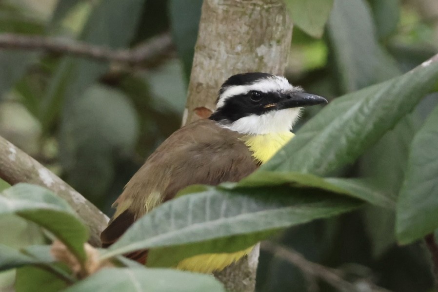 Great Kiskadee - ML645515466