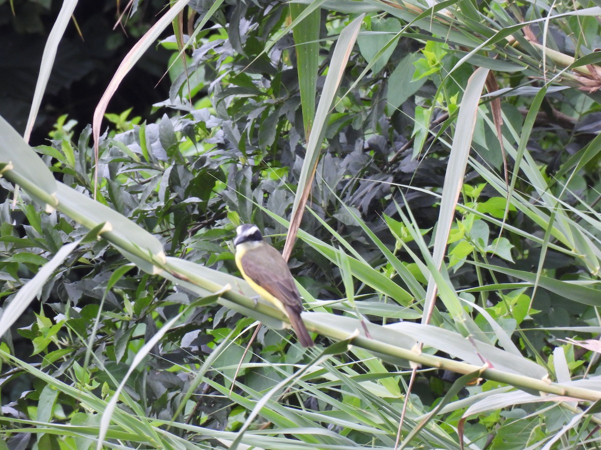 Boat-billed Flycatcher - ML645515469