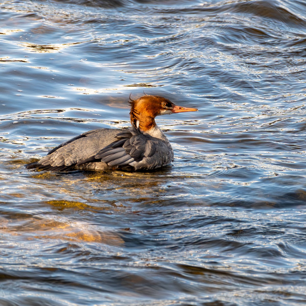 מרגון גדול - ML645515493