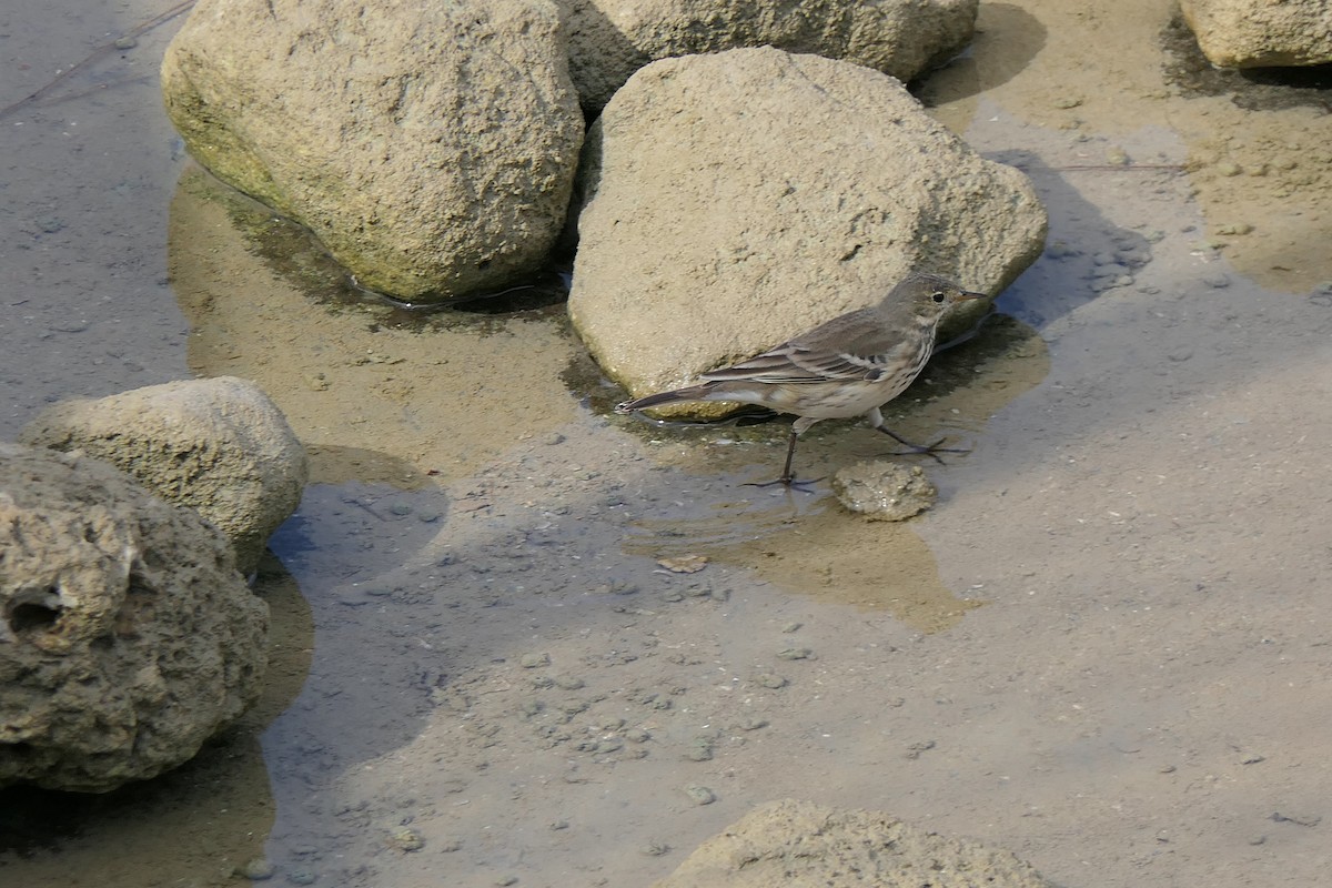 פפיון אמריקני - ML645515494