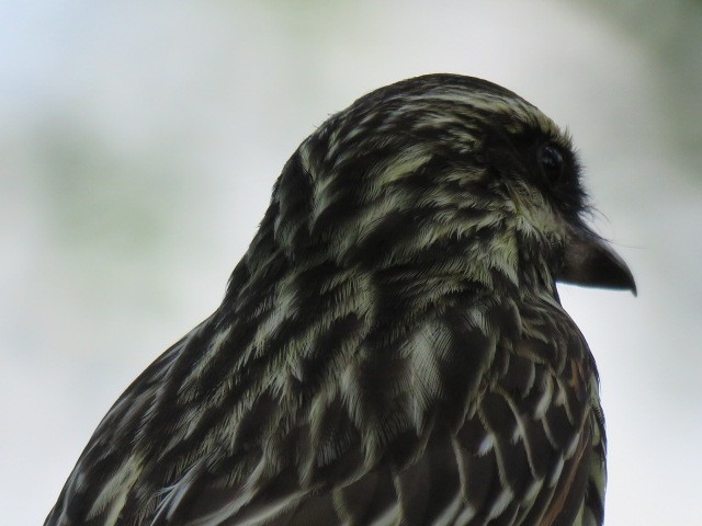 Streaked Flycatcher - ML645515498