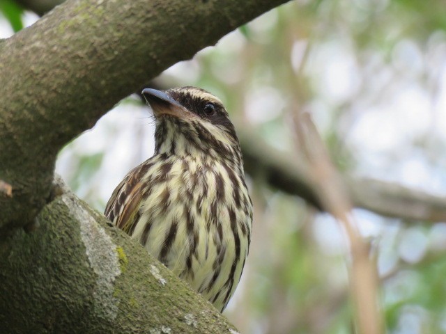 Streaked Flycatcher - ML645515499