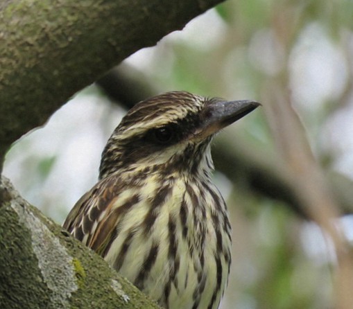 Streaked Flycatcher - ML645515500