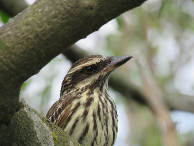 Streaked Flycatcher - ML645515501