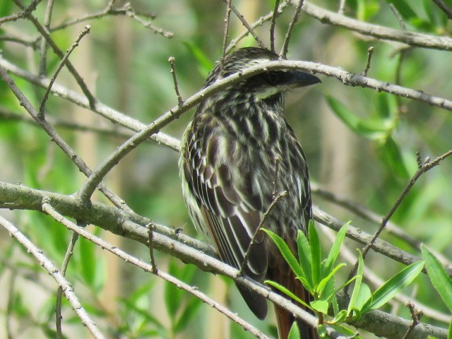 Streaked Flycatcher - ML645515502