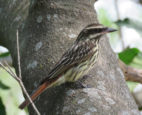 Streaked Flycatcher - ML645515503