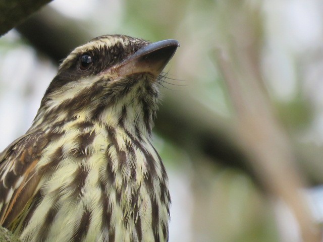 Streaked Flycatcher - ML645515504