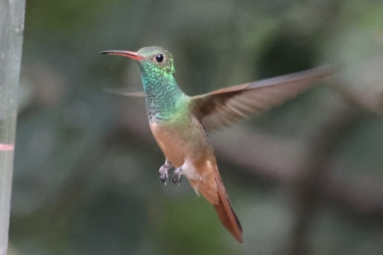 Buff-bellied Hummingbird - ML645515507