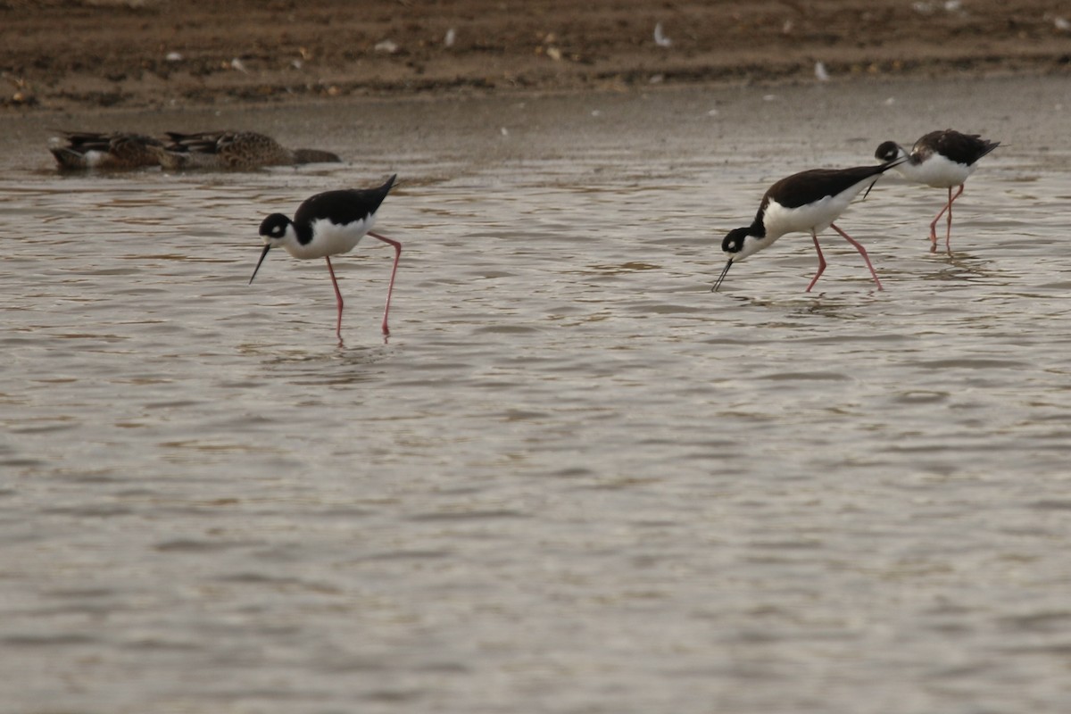 Black-necked Stilt - ML645515508