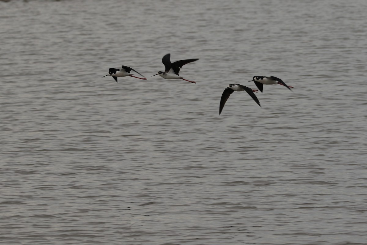 Black-necked Stilt - ML645515509
