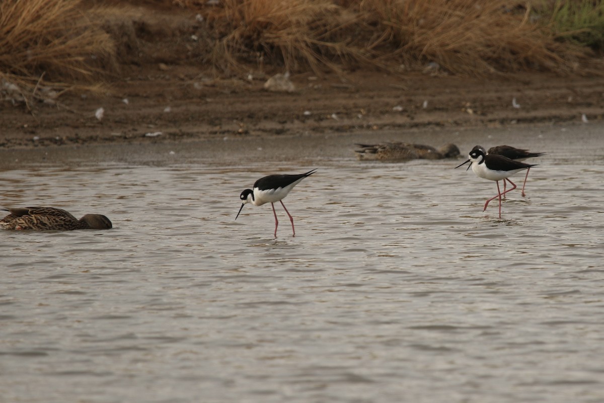 Black-necked Stilt - ML645515510