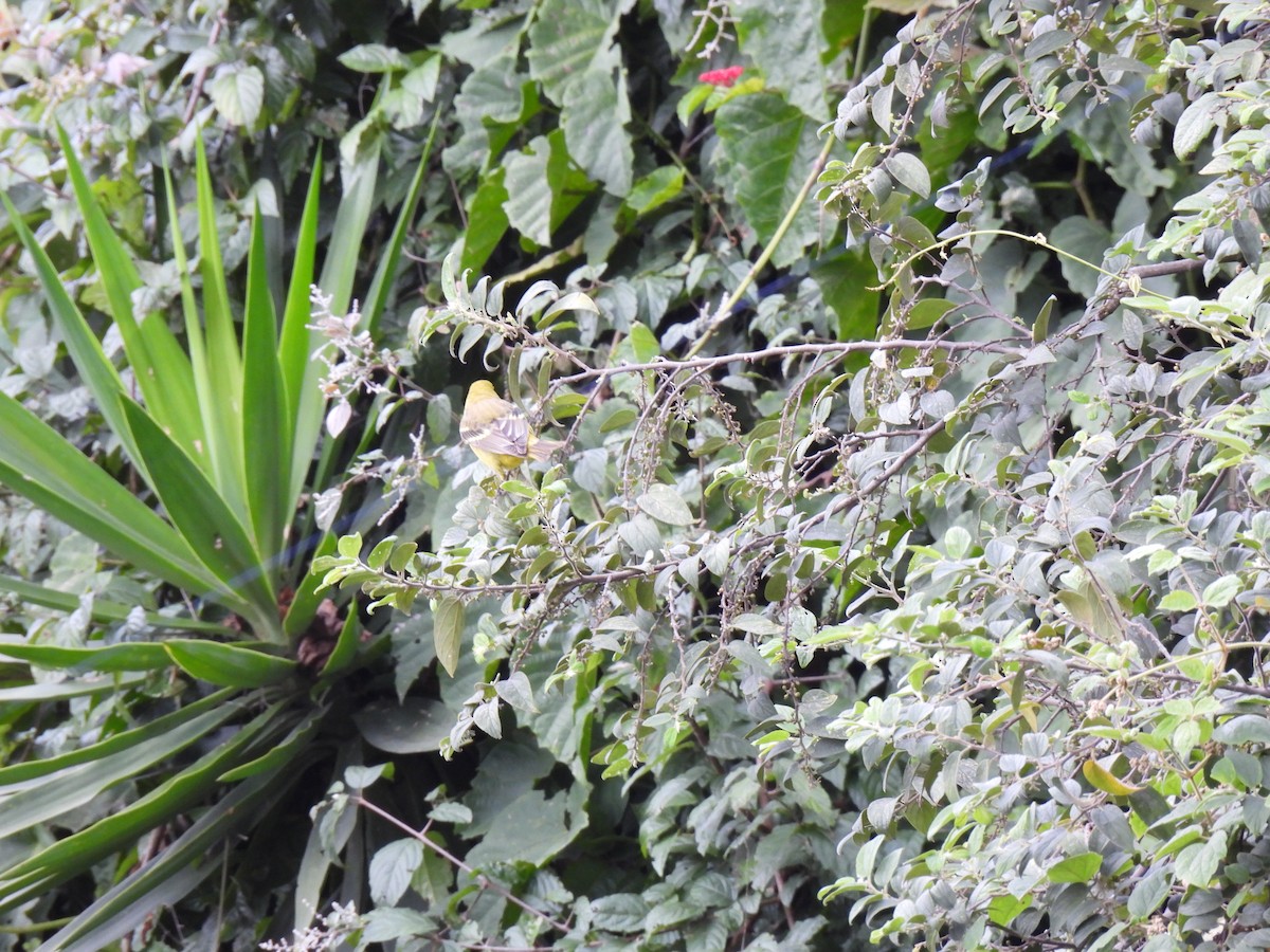 Orchard Oriole - ML645515511