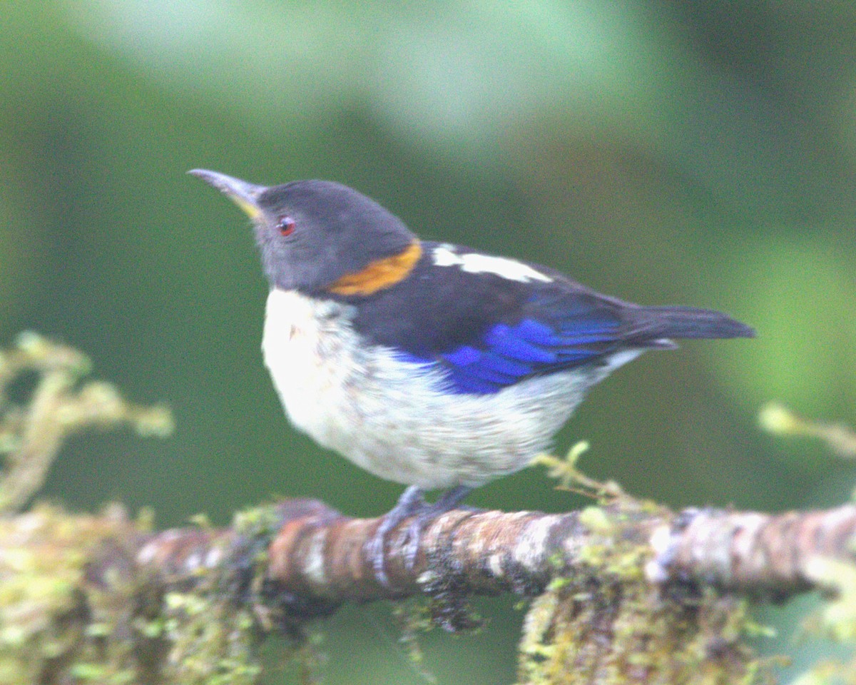 Golden-collared Honeycreeper - ML645515512