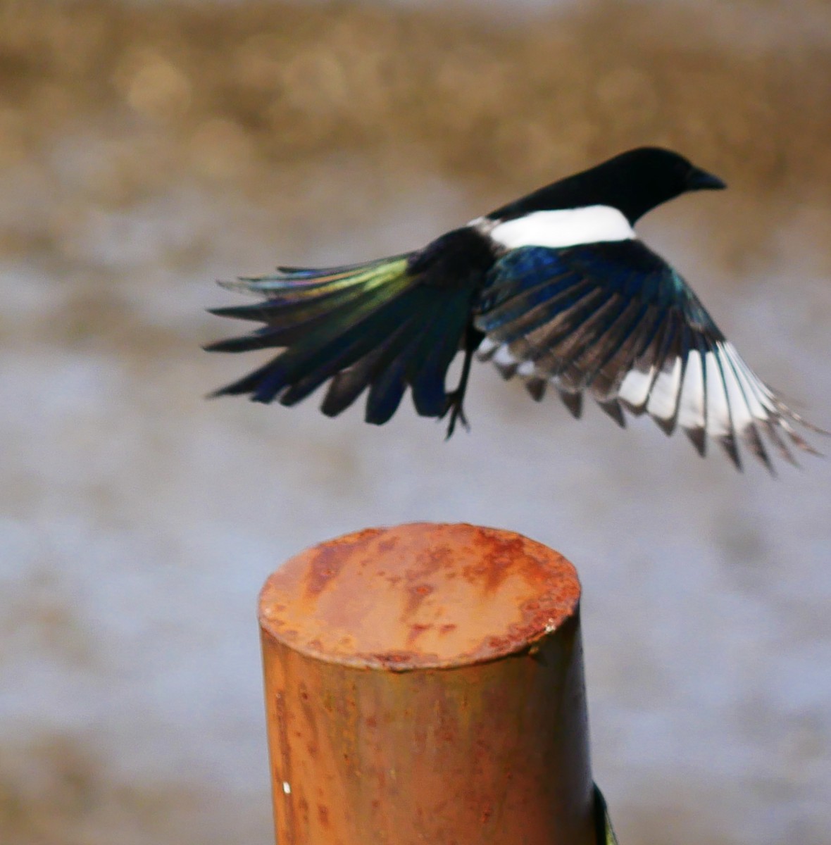 עקעק זנבתן - ML645515513