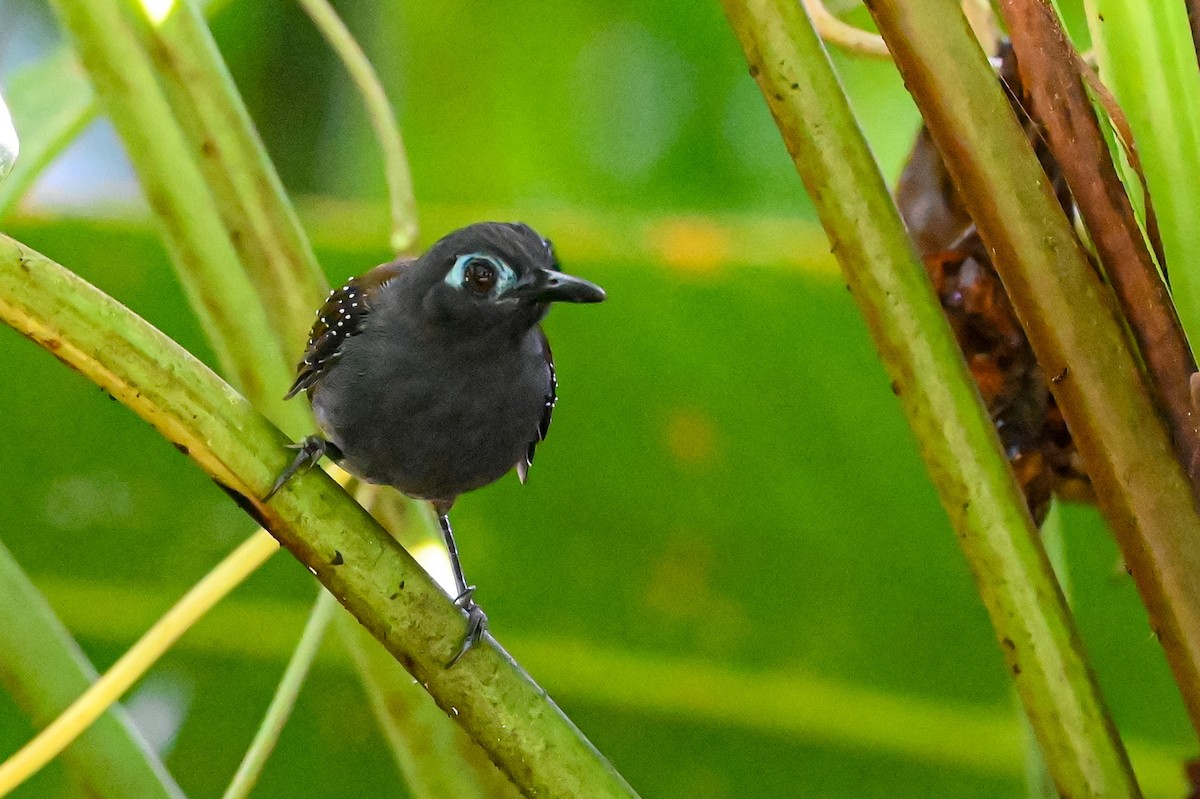 Chestnut-backed Antbird - ML645515514