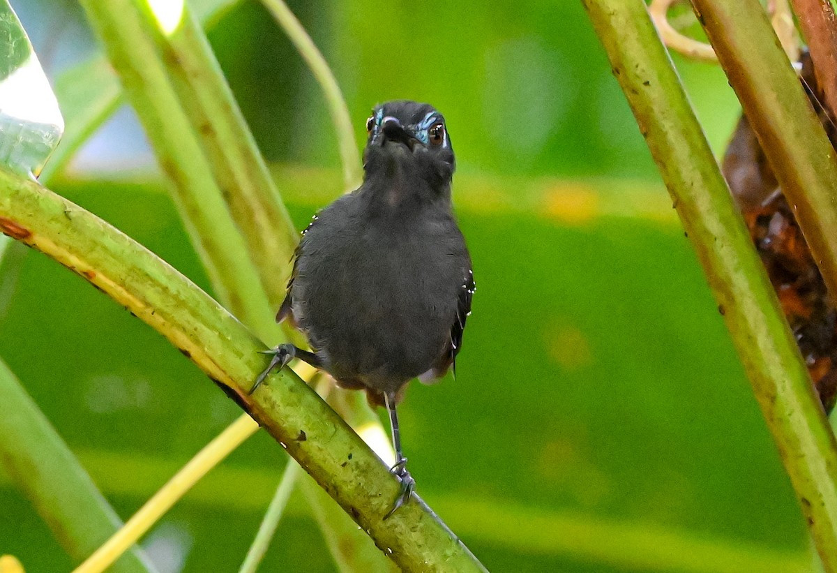 Chestnut-backed Antbird - ML645515515