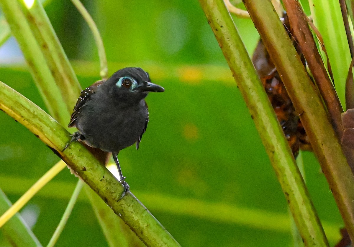 Chestnut-backed Antbird - ML645515516