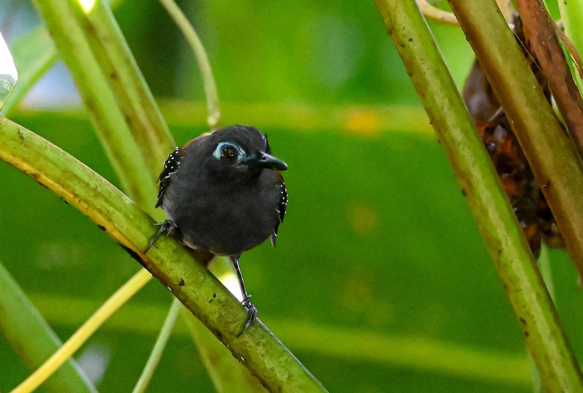 Chestnut-backed Antbird - ML645515517