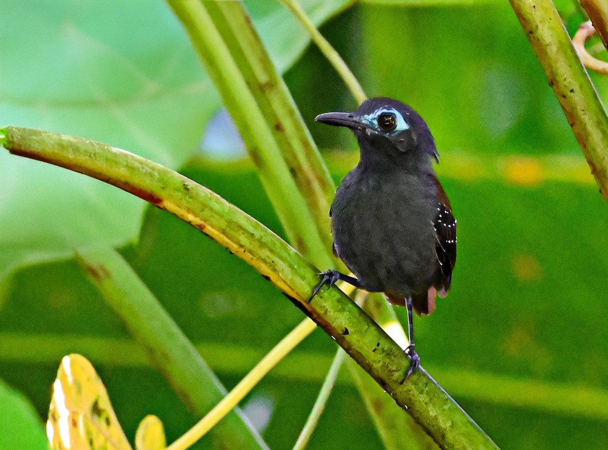 Chestnut-backed Antbird - ML645515518