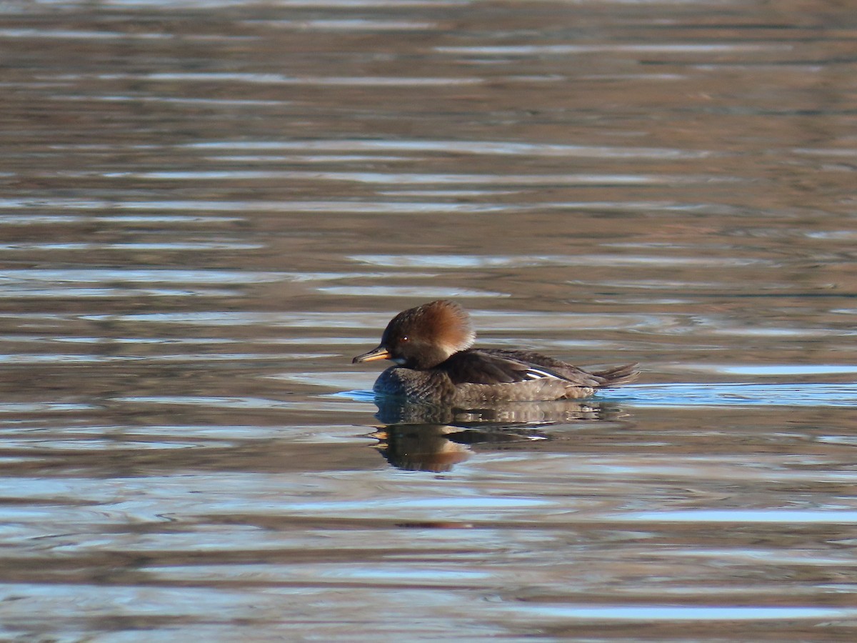 מרגון מקושט - ML645515521