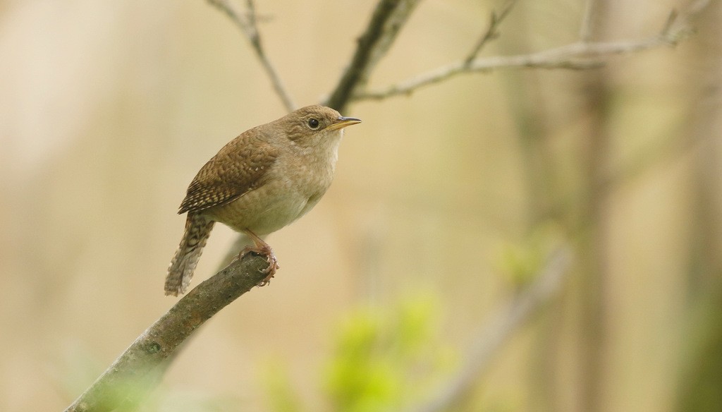 Northern House Wren (Northern) - ML645515522