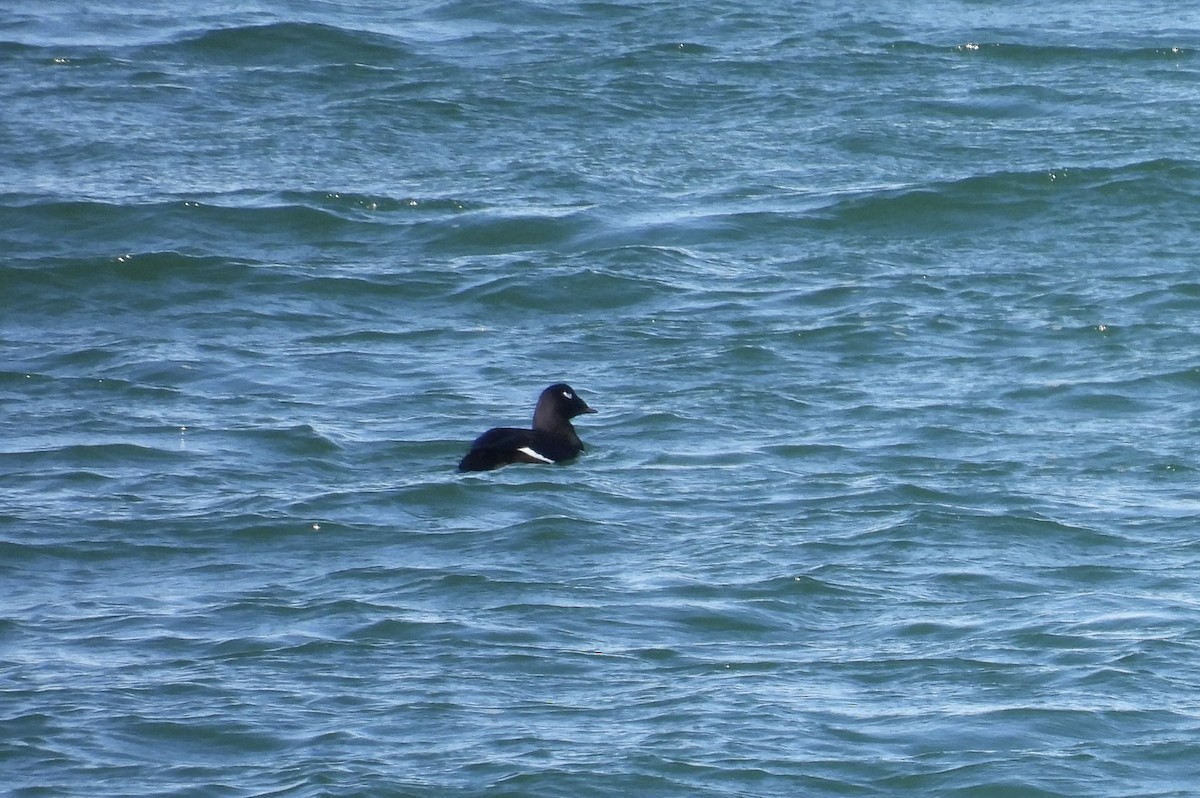 turpan kanadský - ML645515523