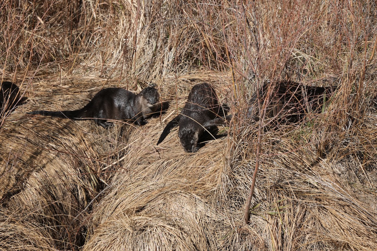 Animals - ML645515524