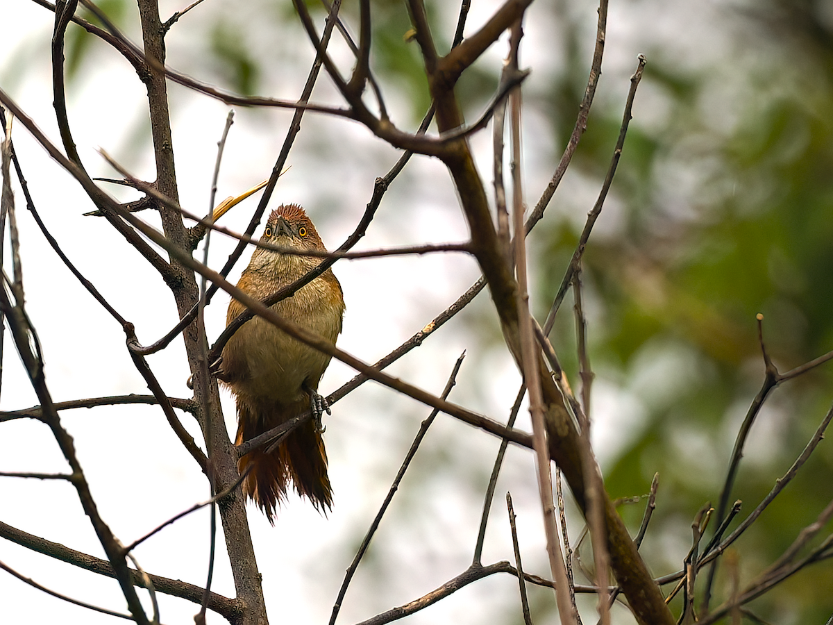 Greater Thornbird - ML645515533