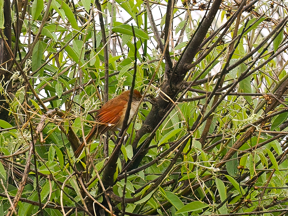 Greater Thornbird - ML645515534