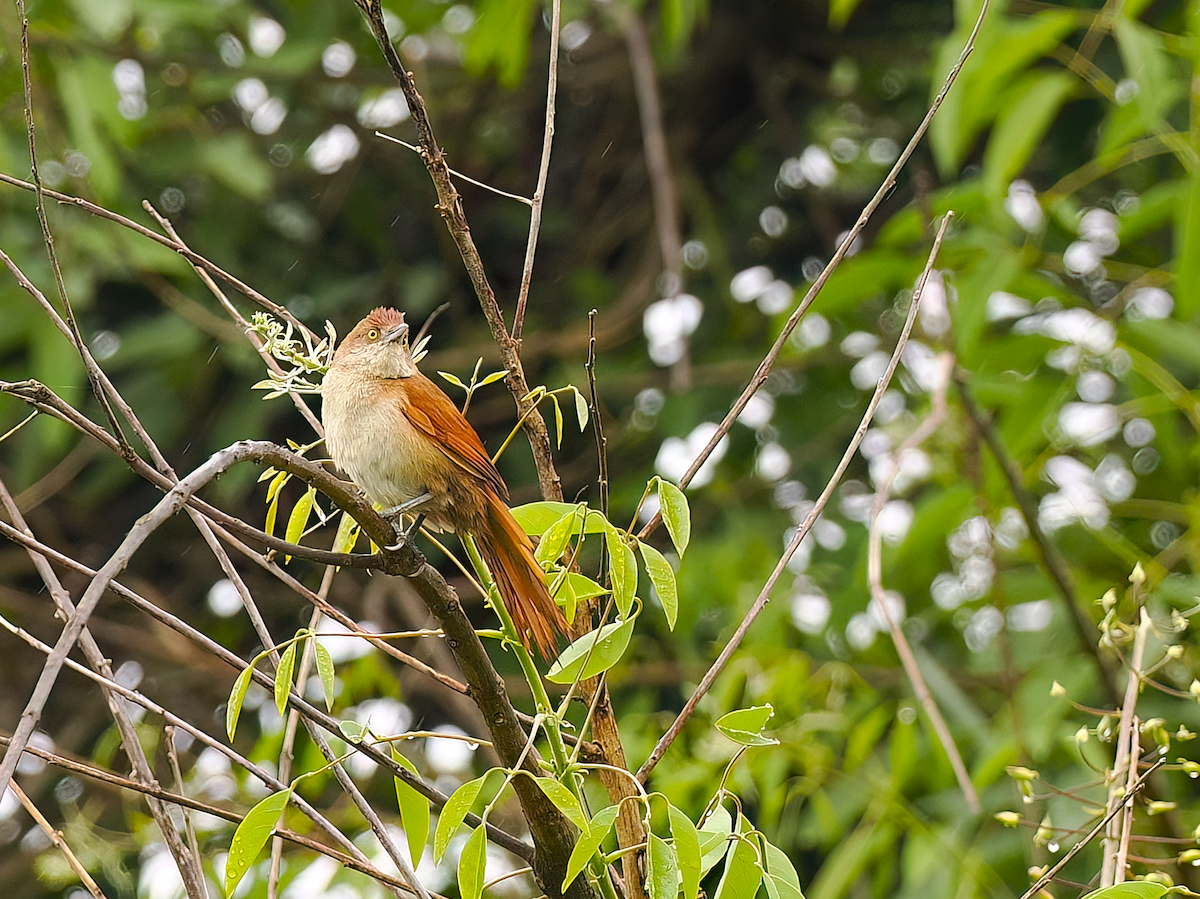 Greater Thornbird - ML645515535