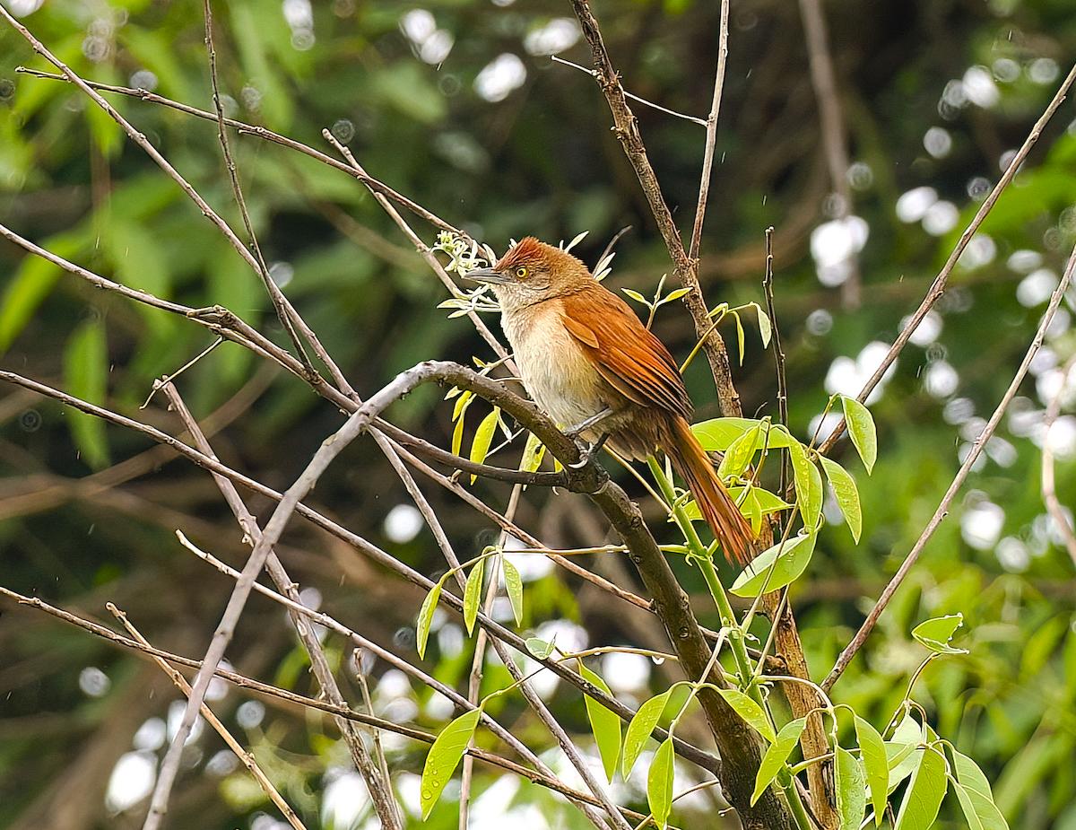 Greater Thornbird - ML645515536