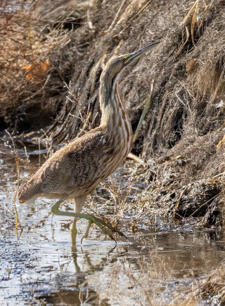 American Bittern - ML645515538