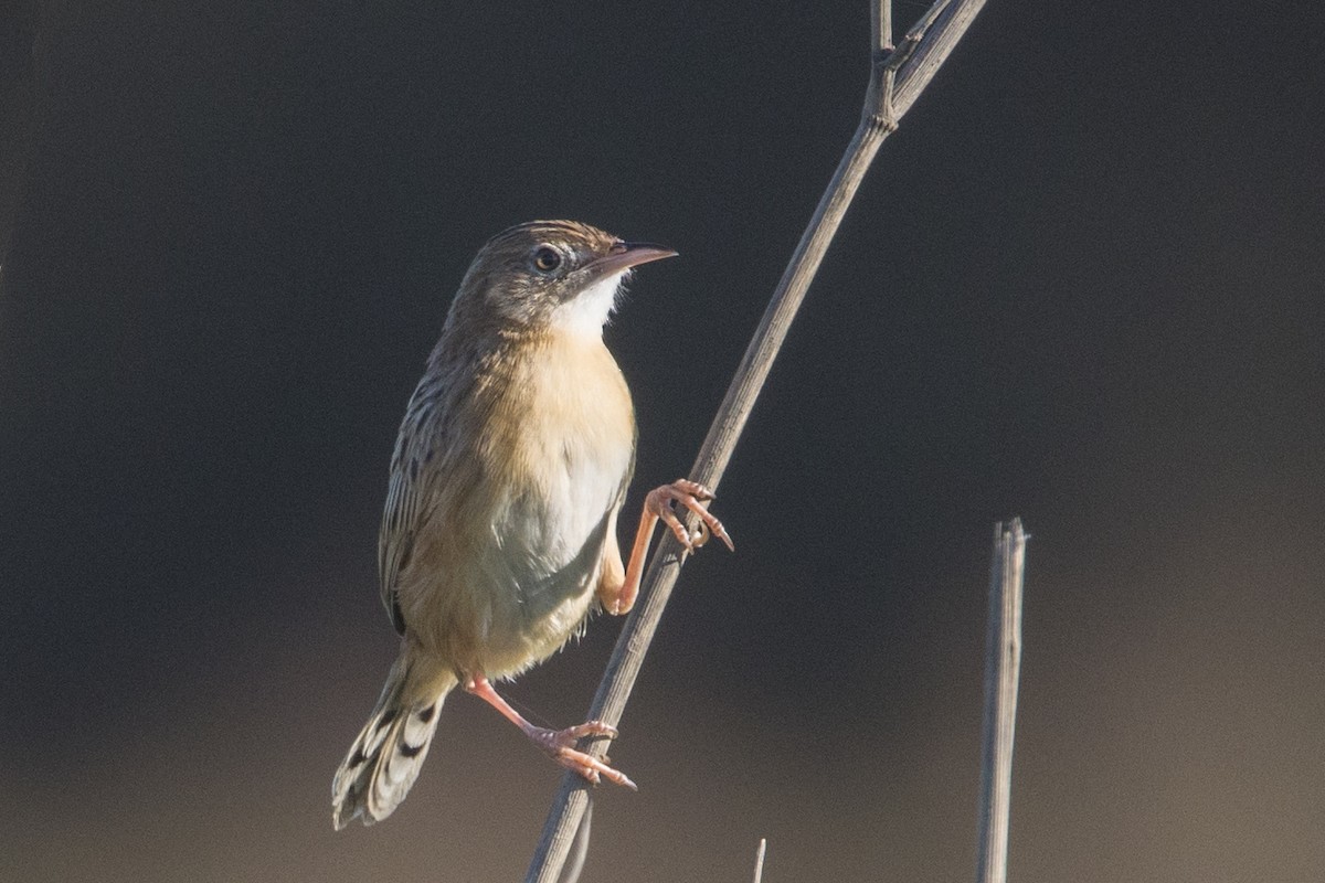 Zitting Cisticola - ML645515541